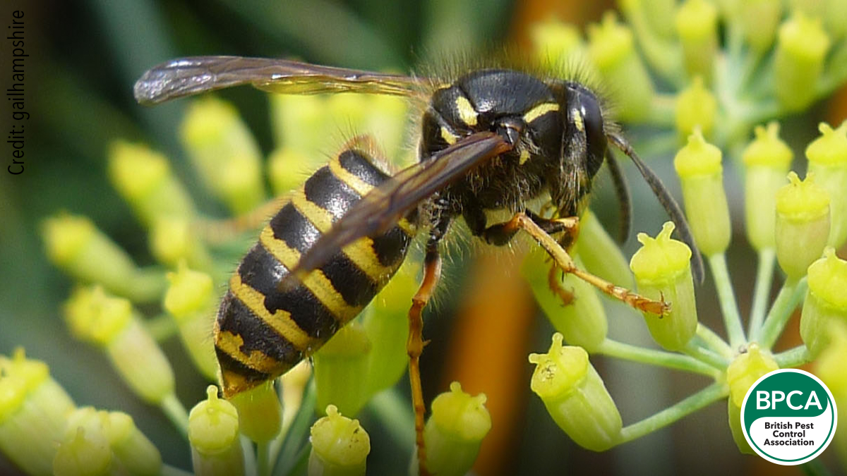 Tree wasp Dolichovespula sylvestris identification in the UK